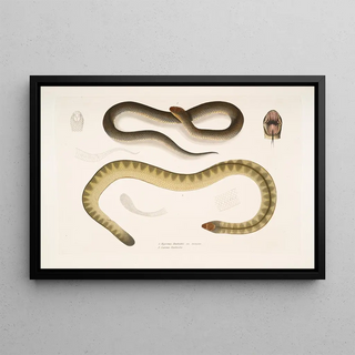 John Edward Gray - 1 Penang Hypserina Hypserina Hardwickii 2 Hardwickes Short Sea Snake Lapemis Hardwickii.webp