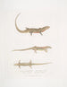 Tiliqua med röd buk Tiliqua rubriventris 2 Vacker Tiliqua Tiliqua pulchra - John Edward Gray — vy av konstverket
