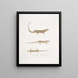 John Edward Gray - 1 Red Bellied Tiliqua Tiliqua rubriventris 2 Beautiful Tiliqua Tiliqua pulchra.webp
