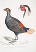 Hönsfågel med röd stjärt Euplocomus erythrothalmus 2 Huvud av Hönsfågel med silverfärgad huva Euplocomus Nycthemerus - John Edward Gray — vy av konstverket