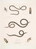 Calliophis grêle Calliophis gracilis 2 Maticora ligné Maticora lineata 3 Changulia à ventre blanc Changulia albiventer - John Edward Gray — vy av konstverket
