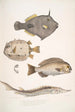 Monacanthe à épines Monacanthus Amanses Histrix 2 Poisson-coffre à nombreuses épines Ostracion Acarana auritus - John Edward Gray — vy av konstverket