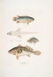 Anabas med taggiga gälar Anabas spinosus 2 Coius med två fläckar Coius binotatus 3 Spotted Scina Scina maculata - John Edward Gray — vy av konstverket