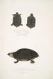 Tortue tachetée Emys Guttata Emys Hamiltonii 2 Tortue à cou épais Emys crassicollis - John Edward Gray — vy av konstverket