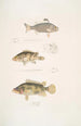 Pterapon à trois bandes Pterapon trivittatus 2 Bedula nuageux Bedula nebulosus 3 Bedula de Hamilton Bedula Hamiltonii - John Edward Gray — vy av konstverket
