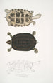 Tortue Thugi Emys Thugi - John Edward Gray — vy av konstverket