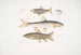 Carpe Tileo Cyprinus Tileo 2 Carpe de Richardson Cyprinus Richardsonii 3 Magnifik Loche Botia grandis - John Edward Gray — vy av konstverket