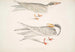 Sterne Ondulée Sterna brevirostris 2 Sterne à Bec Orange Sterna aurantia - John Edward Gray — vy av konstverket