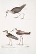 Bécasseau à queue blanche Totanus leucurus 2 Bécasseau allié Totanus affinis 3 Bécassine de Cawnpore Totanus Lathami - John Edward Gray — vy av konstverket