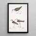 Bécasseau à queue blanche Totanus leucurus 2 Bécasseau allié Totanus affinis 3 Bécassine de Cawnpore Totanus Lathami - John Edward Gray — inramlat konstverk på väggen