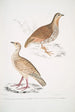 Perdrix des bois Perdix gularis 2 Perdrix orientale Perdix orientalis - John Edward Gray — vy av konstverket