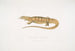 Varan gul (Monitor flavescens) - John Edward Gray — vy av konstverket