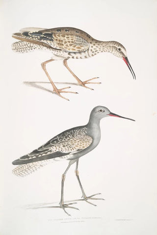 John Edward Gray - Ash Headed Snipe Totanus fuscus.webp