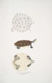 Tortue Baska Emys Baska - John Edward Gray — vy av konstverket