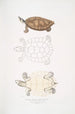 Tortue Batagur Emys Batagur - John Edward Gray — vy av konstverket