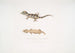 vacker Cyrtodactylus Cyrtodactylus pulchellus - John Edward Gray — vy av konstverket