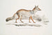 Renard Bengal Canis Vulpes Bengalensis Canis Kokree - John Edward Gray — vy av konstverket