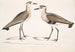 Bécasseau à ventre noir, Charadrius ventralis Wagleri, hane och hona, Cawnpore januari 1798 - John Edward Gray — vy av konstverket