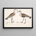 Bécasseau à ventre noir, Charadrius ventralis Wagleri, hane och hona, Cawnpore januari 1798 - John Edward Gray — inramlat konstverk på väggen