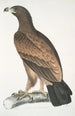 Aigle brun Aquilla fusca - John Edward Gray — vy av konstverket