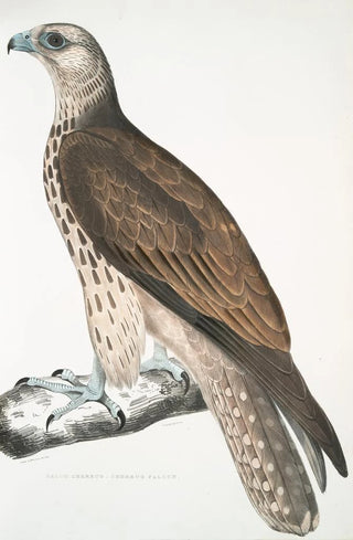John Edward Gray - Cherrug Falcon Falco cherrug.webp