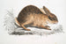 Lièvre chinois Lepus Sinensis - John Edward Gray — vy av konstverket