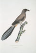 Pie chinoise Pica Sinensis - John Edward Gray — vy av konstverket
