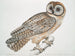 Hibou chinois Strix sinensis - John Edward Gray — vy av konstverket