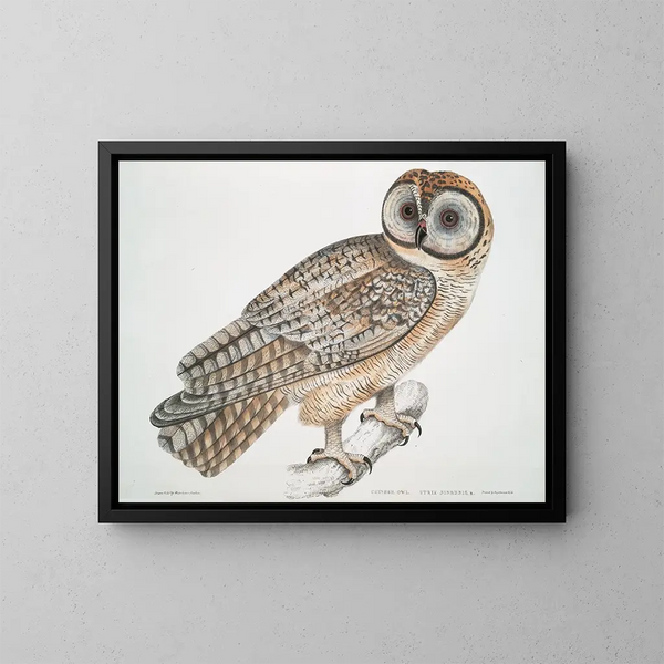 Hibou chinois Strix sinensis - John Edward Gray — inramlat konstverk på väggen
