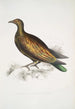 Pigeon tippeté chinois Columba Gouldioe - John Edward Gray — vy av konstverket
