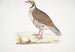 Perdrix choukar Perdix chukar Indien naturlig storlek - John Edward Gray — vy av konstverket