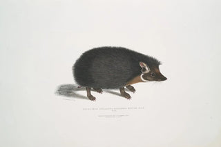 John Edward Gray - Collared Hedge Hog Erinaceus collaris.webp