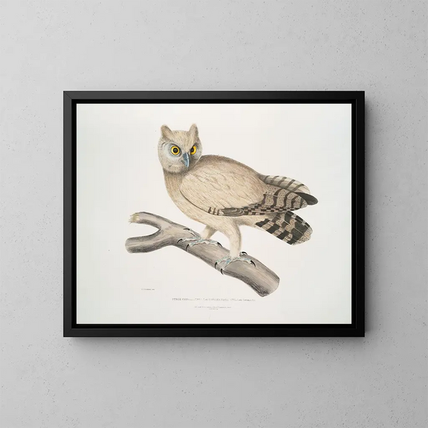 Hibou de Coromandel - John Edward Gray — inramlat konstverk på väggen