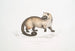 Crosss Paradoxurus Paradoxurus Crossii - John Edward Gray — vy av konstverket