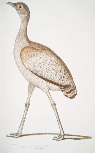 John Edward Gray - Delicious Bustard Otis deliciosa Female.webp