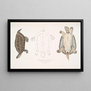 John Edward Gray - Dhongoka Terrapin Emys Dhongoka.webp