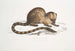 Paradoxurus paradoxurus Hamiltonii du Dr Hamilton - John Edward Gray — vy av konstverket