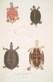 Tortue à toit Emys tectum - John Edward Gray — vy av konstverket