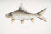 Carpe rocheuse falciforme Cyprinus Bangana falcata - John Edward Gray — vy av konstverket