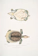 Trionyx plat Tryonix subplanus - John Edward Gray — vy av konstverket