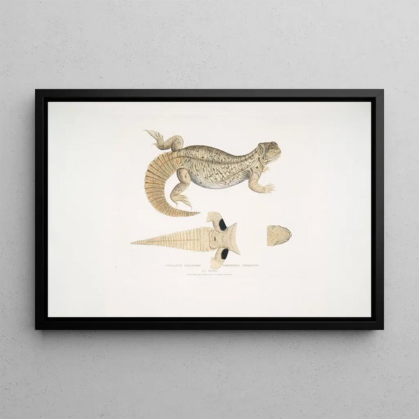 John Edward Gray - Hardwickes Uromastix Uromastix Hardwickii From Hindustan.webp