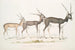 indisk antilop Antilope cervicapra 1 ungdjur i januari 1822 2 samma individ i slutet av oktober 1823 3 vuxen - John Edward Gray — vy av konstverket