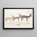 indisk antilop Antilope cervicapra 1 ungdjur i januari 1822 2 samma individ i slutet av oktober 1823 3 vuxen - John Edward Gray — inramlat konstverk på väggen