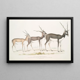 John Edward Gray - Indian Antelope Antilope cervicapra 1 Young in month of January 1822 2 same Individual in end of Oct 1823 3 Adult.webp