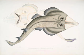 John Edward Gray - Indian Armed Rhinobatus Rhinobatus armatus.webp