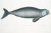 Dugong indisk Halicora Dugung - John Edward Gray — vy av konstverket
