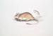 Rat Gerboise Indien Gerbillus Indicus - John Edward Gray — vy av konstverket