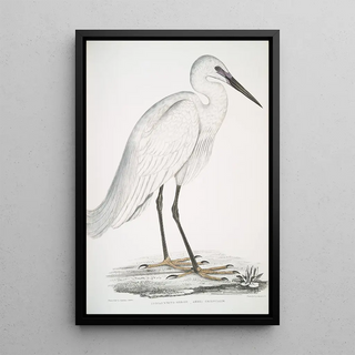 John Edward Gray - Indian white Heron Ardea orientalis.webp