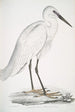 Héron blanc indien Ardea orientalis - John Edward Gray — vy av konstverket