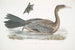 Cormoran javanais Crabo Carbo Javannica - John Edward Gray — vy av konstverket